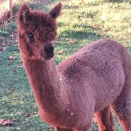 Roulottes Les Alpaguettes